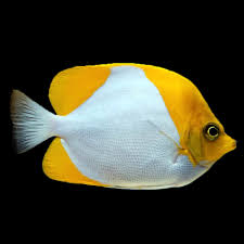 فرشته ماهی کورال بیوتی coral beauty angelfish