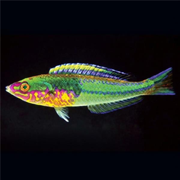 فرشته ماهی کورال بیوتی coral beauty angelfish