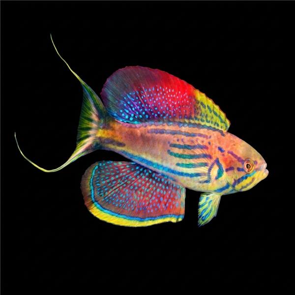 فرشته ماهی کورال بیوتی coral beauty angelfish