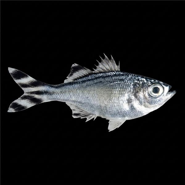 فرشته ماهی کورال بیوتی coral beauty angelfish