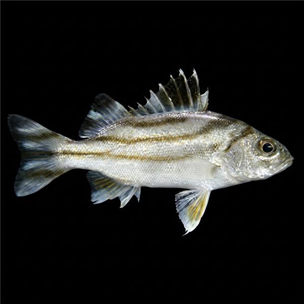 فرشته ماهی کورال بیوتی coral beauty angelfish