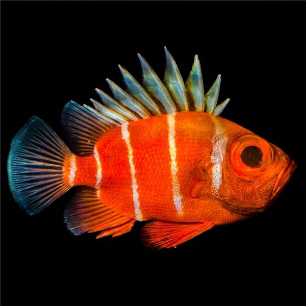 فرشته ماهی کورال بیوتی coral beauty angelfish