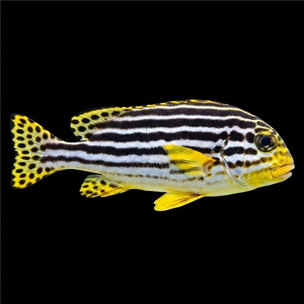 فرشته ماهی کورال بیوتی coral beauty angelfish