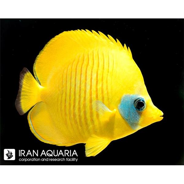 فرشته ماهی کورال بیوتی coral beauty angelfish