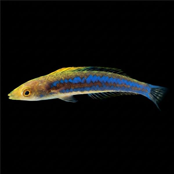 فرشته ماهی کورال بیوتی coral beauty angelfish