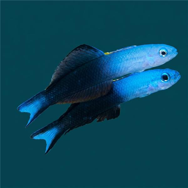 فرشته ماهی کورال بیوتی coral beauty angelfish
