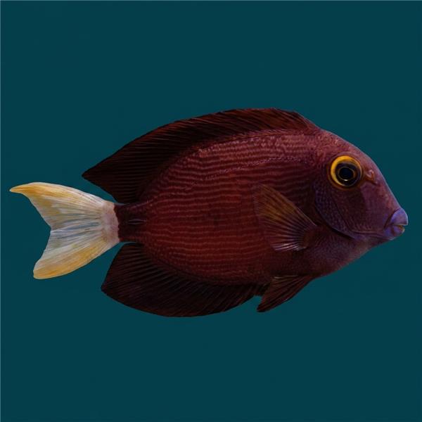 فرشته ماهی کورال بیوتی coral beauty angelfish