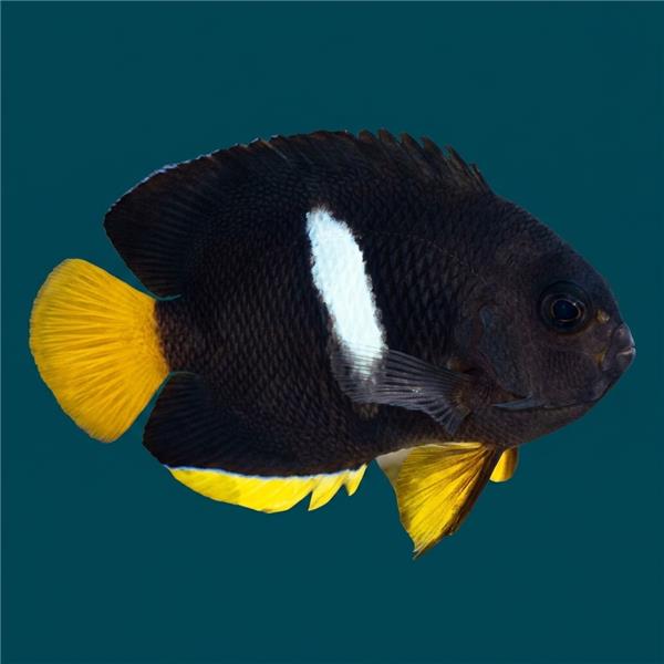 فرشته ماهی کورال بیوتی coral beauty angelfish