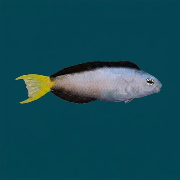 فرشته ماهی کورال بیوتی coral beauty angelfish