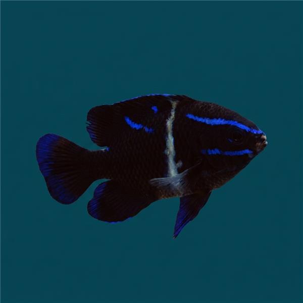 فرشته ماهی کورال بیوتی coral beauty angelfish