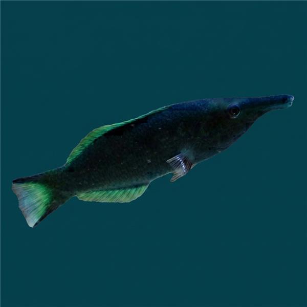فرشته ماهی کورال بیوتی coral beauty angelfish