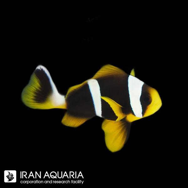 فرشته ماهی کورال بیوتی coral beauty angelfish