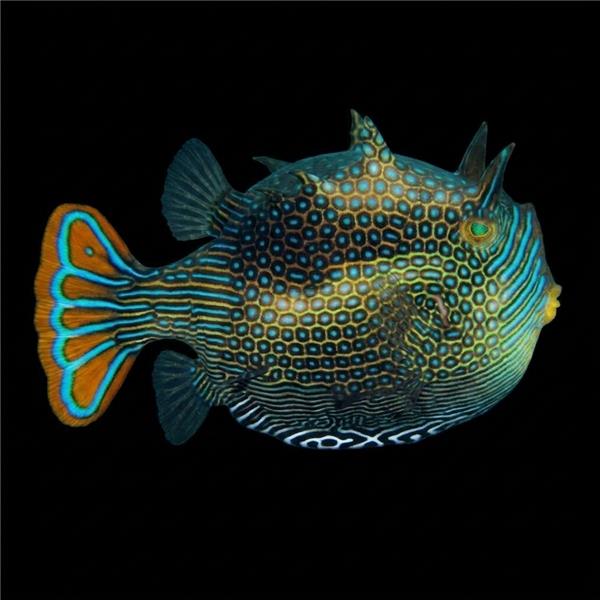 فرشته ماهی کورال بیوتی coral beauty angelfish