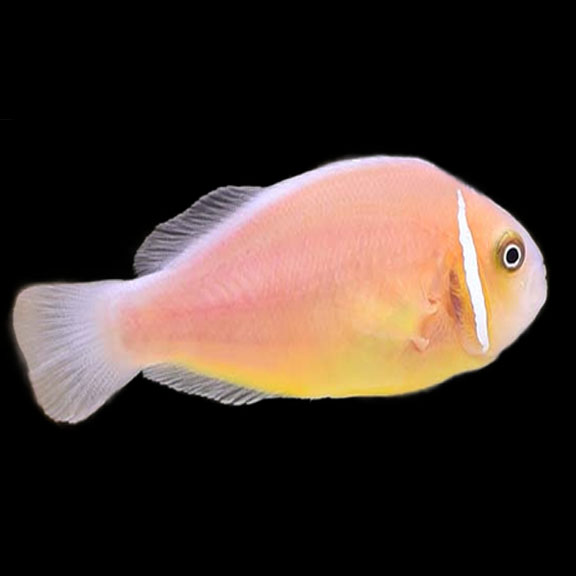 فرشته ماهی کورال بیوتی coral beauty angelfish