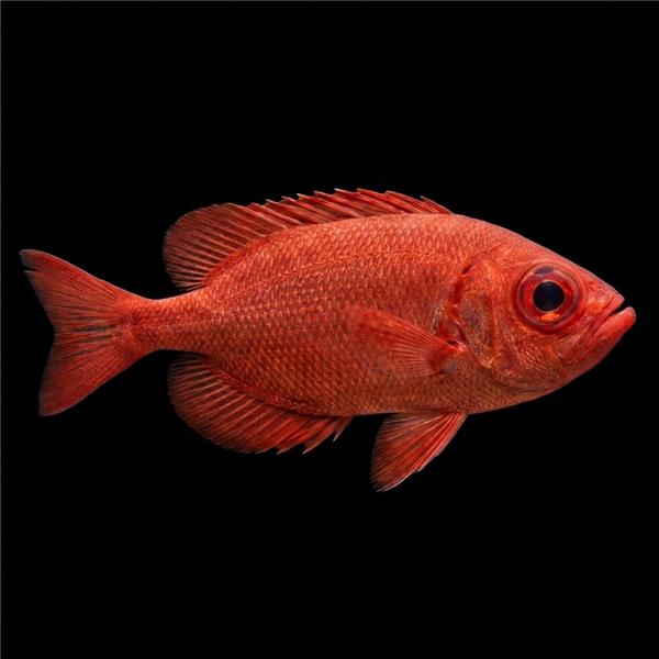 فرشته ماهی کورال بیوتی coral beauty angelfish