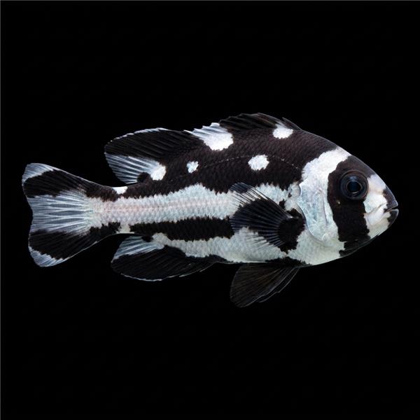 فرشته ماهی کورال بیوتی coral beauty angelfish