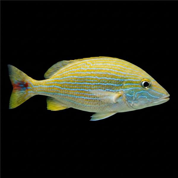 فرشته ماهی کورال بیوتی coral beauty angelfish