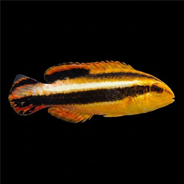 فرشته ماهی کورال بیوتی coral beauty angelfish