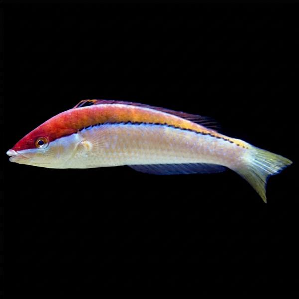 فرشته ماهی کورال بیوتی coral beauty angelfish