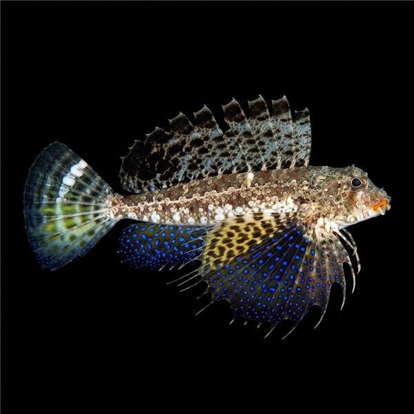 فرشته ماهی کورال بیوتی coral beauty angelfish