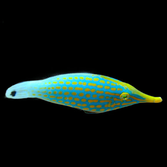 فرشته ماهی کورال بیوتی coral beauty angelfish