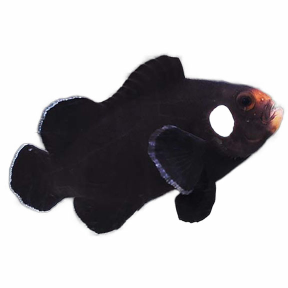 فرشته ماهی کورال بیوتی coral beauty angelfish