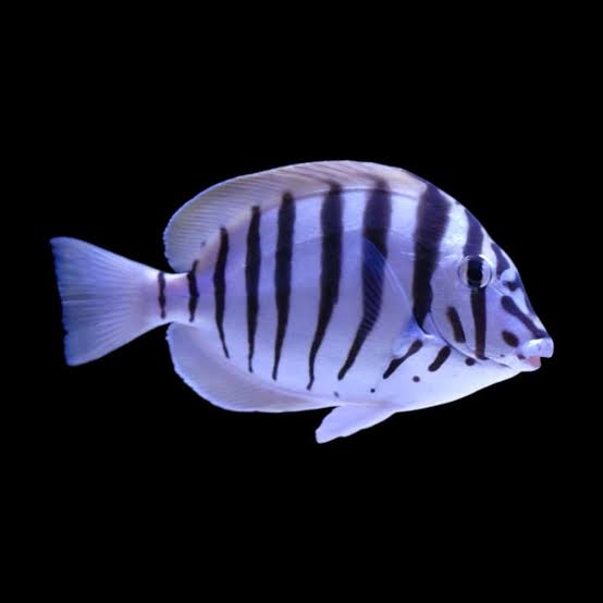 فرشته ماهی کورال بیوتی coral beauty angelfish