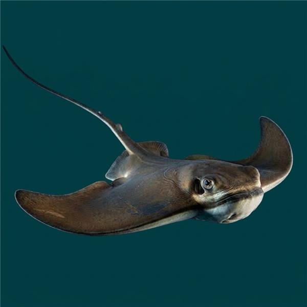 فرشته ماهی کورال بیوتی coral beauty angelfish