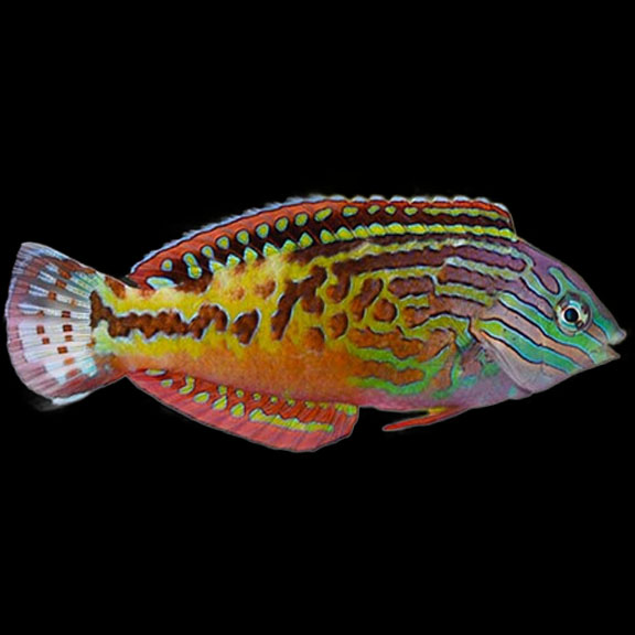 فرشته ماهی کورال بیوتی coral beauty angelfish