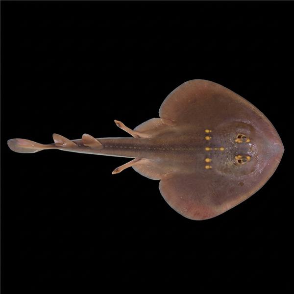 فرشته ماهی کورال بیوتی coral beauty angelfish