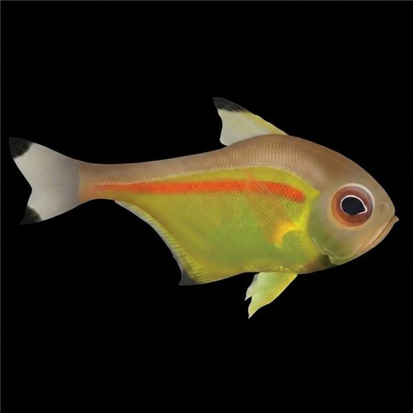 فرشته ماهی کورال بیوتی coral beauty angelfish