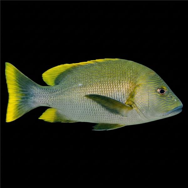 فرشته ماهی کورال بیوتی coral beauty angelfish