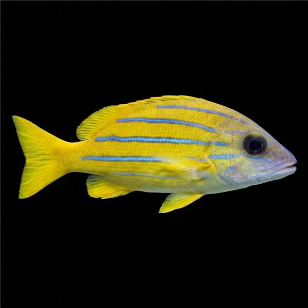 فرشته ماهی کورال بیوتی coral beauty angelfish