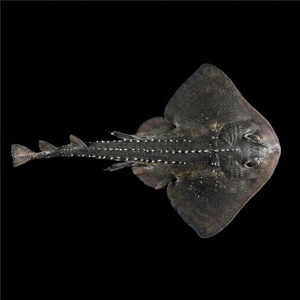 فرشته ماهی کورال بیوتی coral beauty angelfish