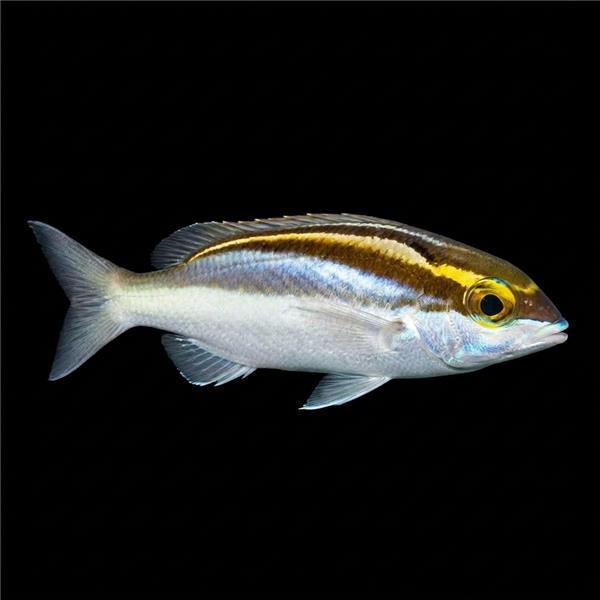 فرشته ماهی کورال بیوتی coral beauty angelfish