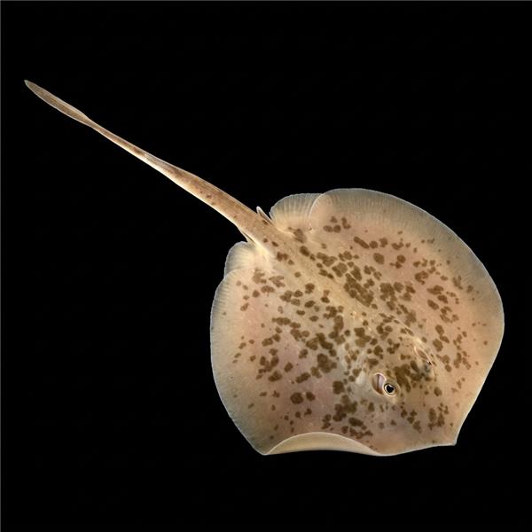 فرشته ماهی کورال بیوتی coral beauty angelfish