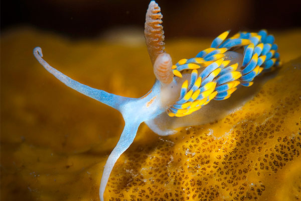 برگیا (حلزون لخت)