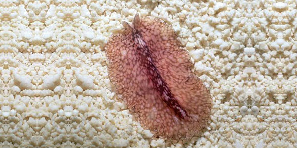 کرم پهن پلنگی