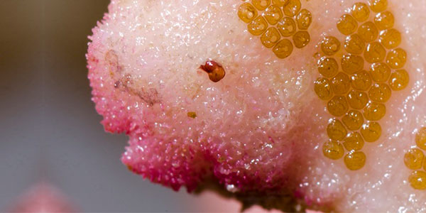 کرم های پهن آکروپورا خوار