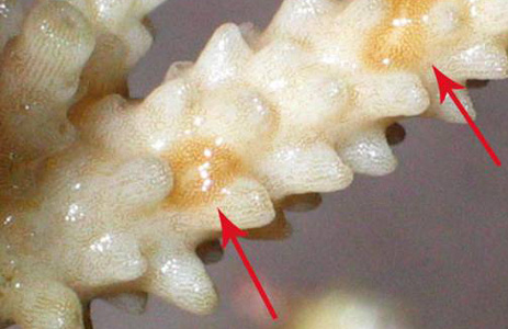 کرم های پهن آکروپورا خوار