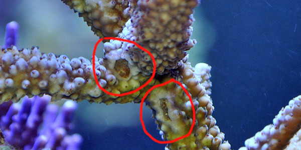 کرم های پهن آکروپورا خوار