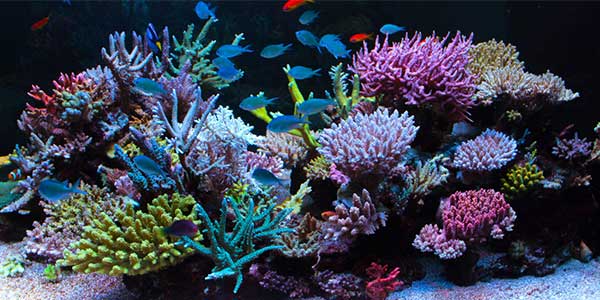 تانک برتر ماه