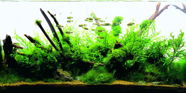 آکواسویل آفریکانا