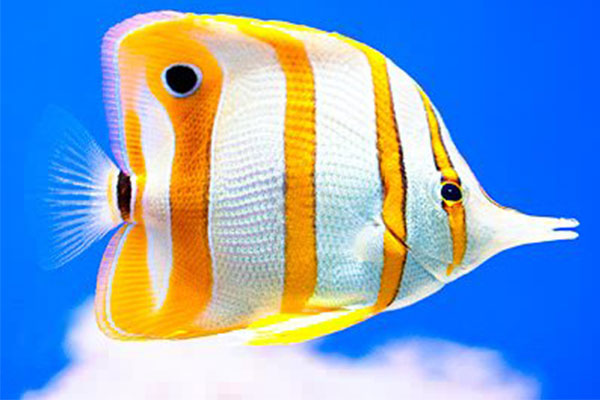 پروانه ماهی