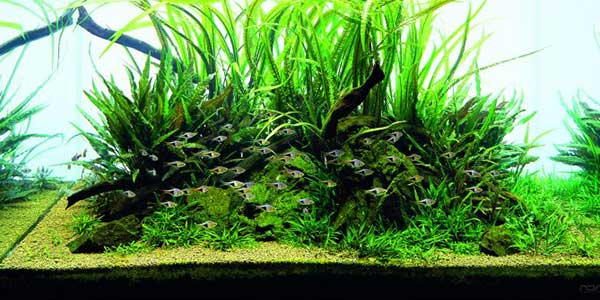 آکوا سویل مالایا