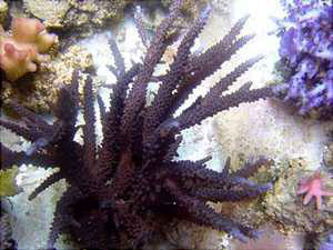 استفاده از زئوویت