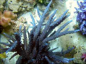 استفاده از زئوویت