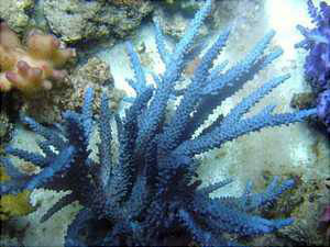 استفاده از زئوویت