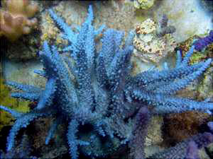 استفاده از زئوویت