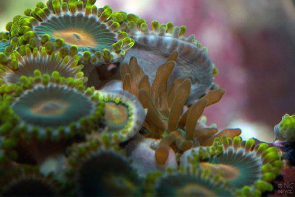 شقایق ماجانو